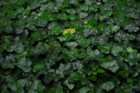 green leavesの写真素材