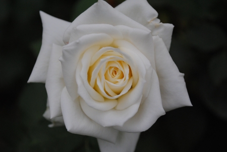 White roseの写真素材