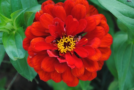 Red flowerの写真素材