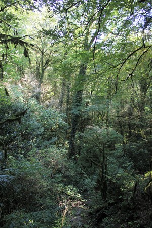 Relic Biosphere Reserveの写真素材