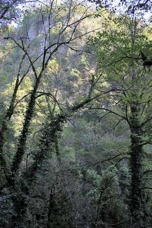 Relic Biosphere Reserveの写真素材