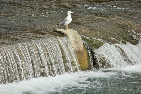Gulls on shoal fish waitingの写真素材