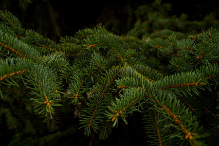 green prickly branches of a fur-tree or pine. the filled background, the selected focus
