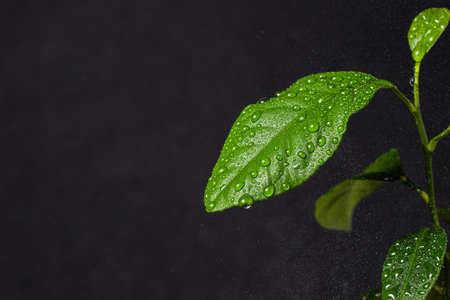 citrus plant under small drops of water from a hand spray on a black background. grain size because...