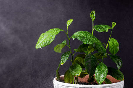 citrus plant under small drops of water from a hand spray on a black background. grain size because...