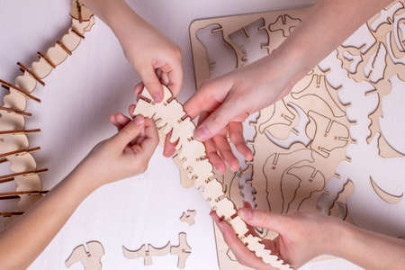 Organic wooden 3d dinosaur construction toy. The child collects a dinosaur constructor. Element for...