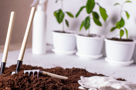 Mini garden home and soil, soil for gardening and tools for planting. Potted houseplants.の写真素材