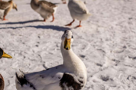 Geese on a country road in winter snow. The concept of pet care.の写真素材