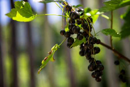 Beautiful berry branch black currant bush with natural leaves under clean sky, photo consisting of berry branch black currant bush outdoors in rural, floral berry branch black currant bush in gardenの写真素材