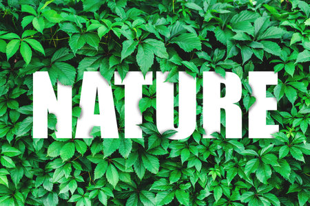 Creative layout of green leaves and the white word nature. He was flat. The concept of pure natureの写真素材