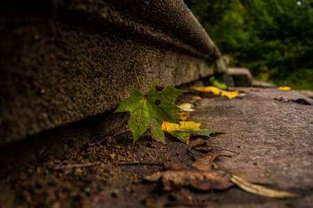 Wedge leaf on the steps in the park.の写真素材