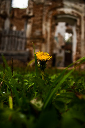 The last dandelion of this year, shot against the backdrop of a ruined and abandoned temple.の写真素材