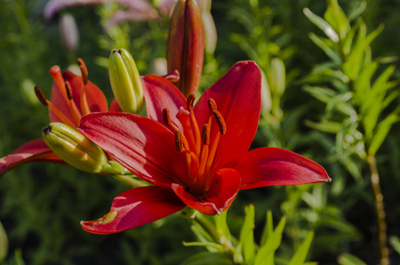 flowerの写真素材