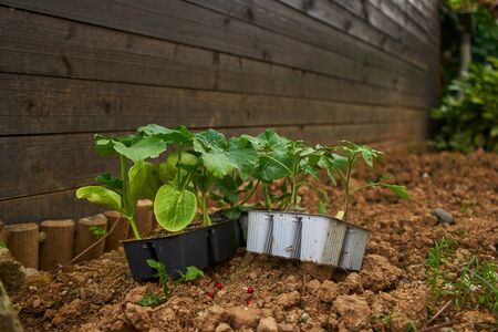 Green plant with roots ready for plantingの写真素材
