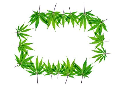 Fresh Cannabis frame leaf on plain background, isolatedの写真素材