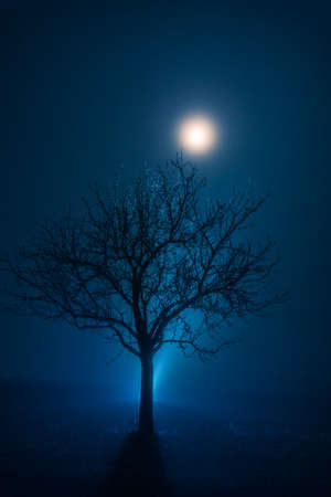 Winter tree in magical blue atmosphere with fog an moon shineの写真素材