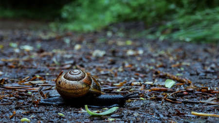 Snail on the forest ground at a rainy day