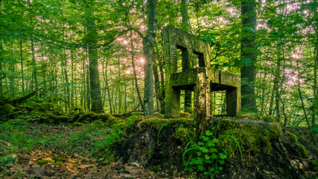 Wooden chair in the forest formed out of a tree trunkの写真素材