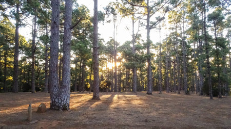Beautiful pine forest in golden sunlight at sunset Tenerife, Canary islands, Spain