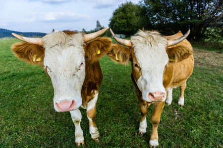 face of two curious cow on a green summer meadowの写真素材