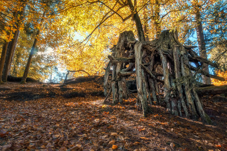 Bare roots washed out in beautiful autumn forest and sunlight brighten the foliageの写真素材