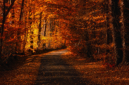 Small road through orange autumn forest in sunlight