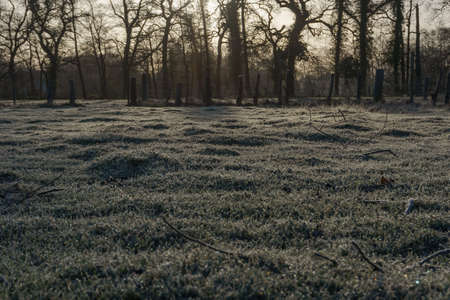 Golden morning light on a dark frosted winter meadow