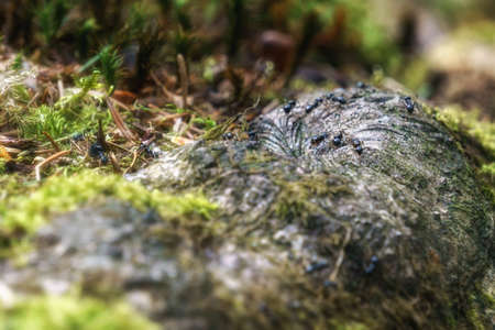 Ants running on tree roots covered with moss in the forestの写真素材