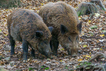 Two wild boars in autumn forest searching for foodの写真素材