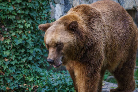 Brown bear walking in zoo