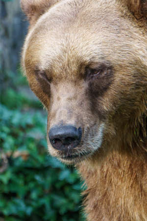 Portrait of a brown bearの写真素材