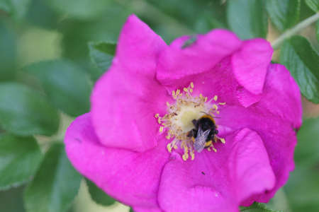 A fat humble bee searching nectar a pink blooming flowerの写真素材