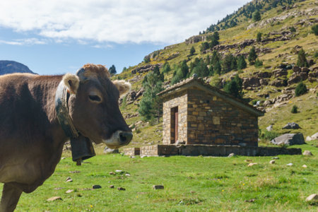 Portrait of a cow standing on a green meadow in spanish Pyrenees Mountains, Aragon, Spainの写真素材