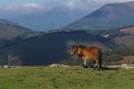 Two horses pasturing in the mountain meadows of basque country with beautiful view, Euskal Herria, Navarre, Spain.の写真素材
