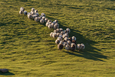 Grazing land in Pyrenees with herd of sheep in Basque Country during golden hour at eveningの写真素材