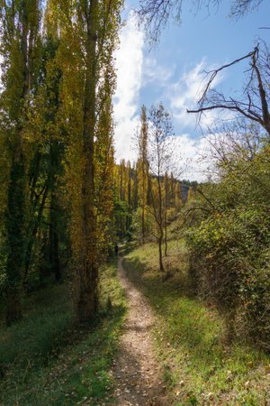 The beautiful path with poplar trees in autumn of the Hoces del Duraton natural park near Sepulveda, Segovia, Spainの写真素材
