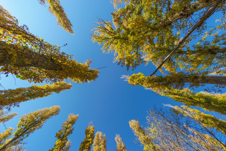 Tall gold orange and poplar trees reaching up to the bright blue sky during autumn time at Duraton...