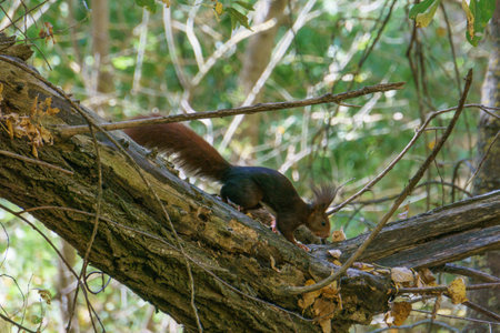 Eurasian red brown colored squirrel on tree at Duraton Valley, Sepulveda, Segovia, Spainの写真素材
