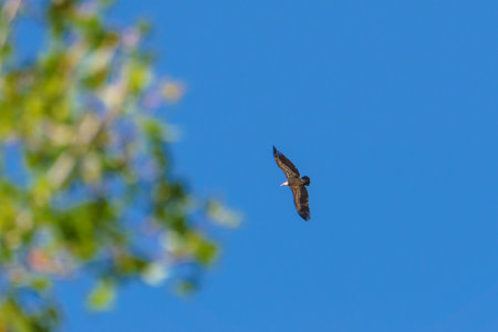Griffon vulture or Gyps fulvus flying at clear blue sky over canyon of the river Duraton with leaves...