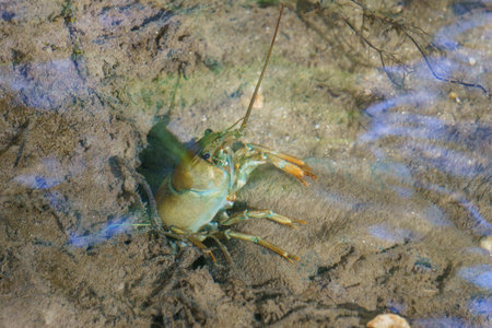One large river crayfish and the water surface in the river Duraton, Spainの写真素材