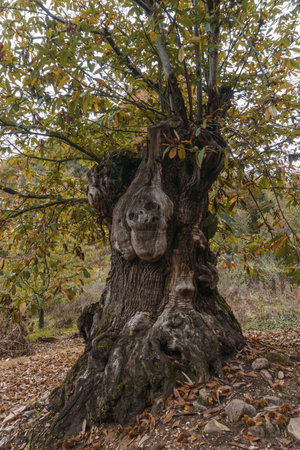 Unusual bizarre looking tree at Unesco world heritage site of las Medulas an ancient Roman gold mine...