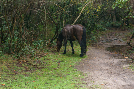 Wild horse on a meadow besides a hiking path in the forest of Peneda-Geres National Park, Vilar da Veiga, Portugalの写真素材