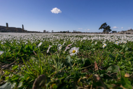 Thousands of daisy flowers on green meadow at the ruins of the Forum of ancient Paestum, Province of Salerno, Campania, Italyの写真素材
