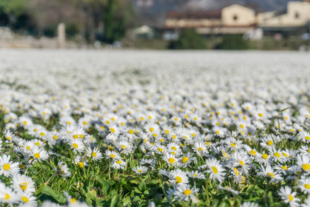 Thousands of daisy flowers on green meadow shot with selective focusの写真素材