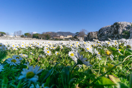 Thousands of daisy flowers on green meadow under a clear blue sky shot with selective focusの写真素材