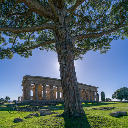 Temple of Hera with tree in front at famous Paestum Archaeological UNESCO World Heritage Site, Province of Salerno, Campania, Italyの写真素材