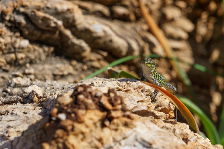 Sicilian wall lizard or Podarcis waglerianus on rocky terrainの写真素材