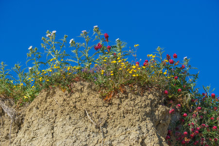 Some wild flowers on the Mediterranean coast in Sicily, Italyの写真素材