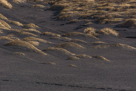 Volcanic landscape of Mount Etna with black lava ground and yellow plants of Astragalus siculus, Catania, Sicily, Italyの写真素材