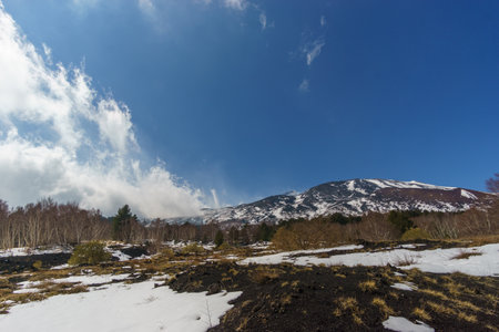 Volcanic landscape of Mount Etna with birch trees and snow during winter time, Catania, Sicily, Italyの写真素材